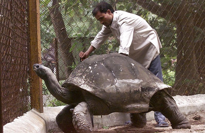 adwaita-aldabra-tortoise-oldest-in-the-world.jpg