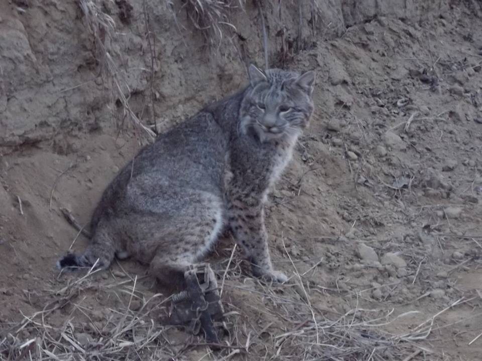 bobcat.jpg