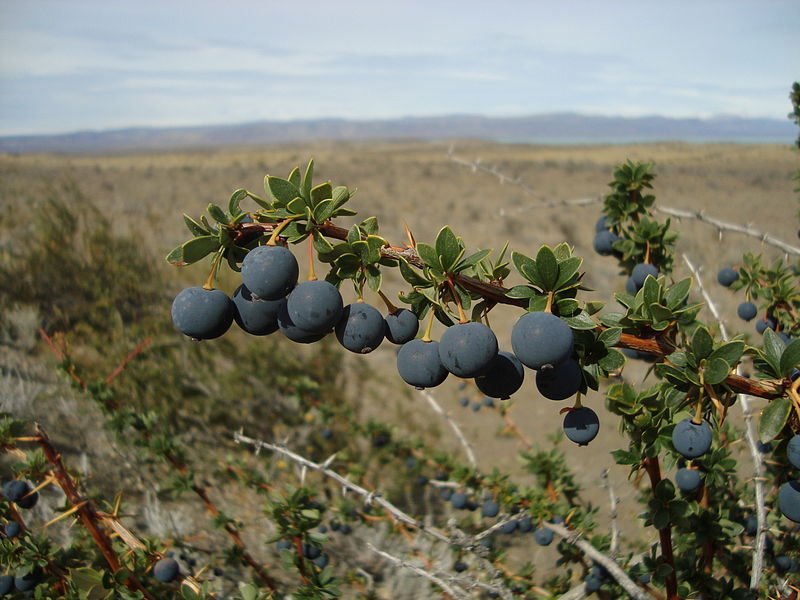 CALAFATE BERRY