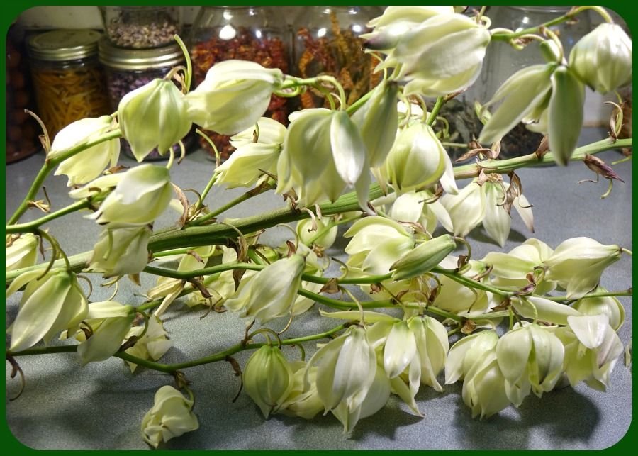 x yucca flowers in kitchen 1.jpg