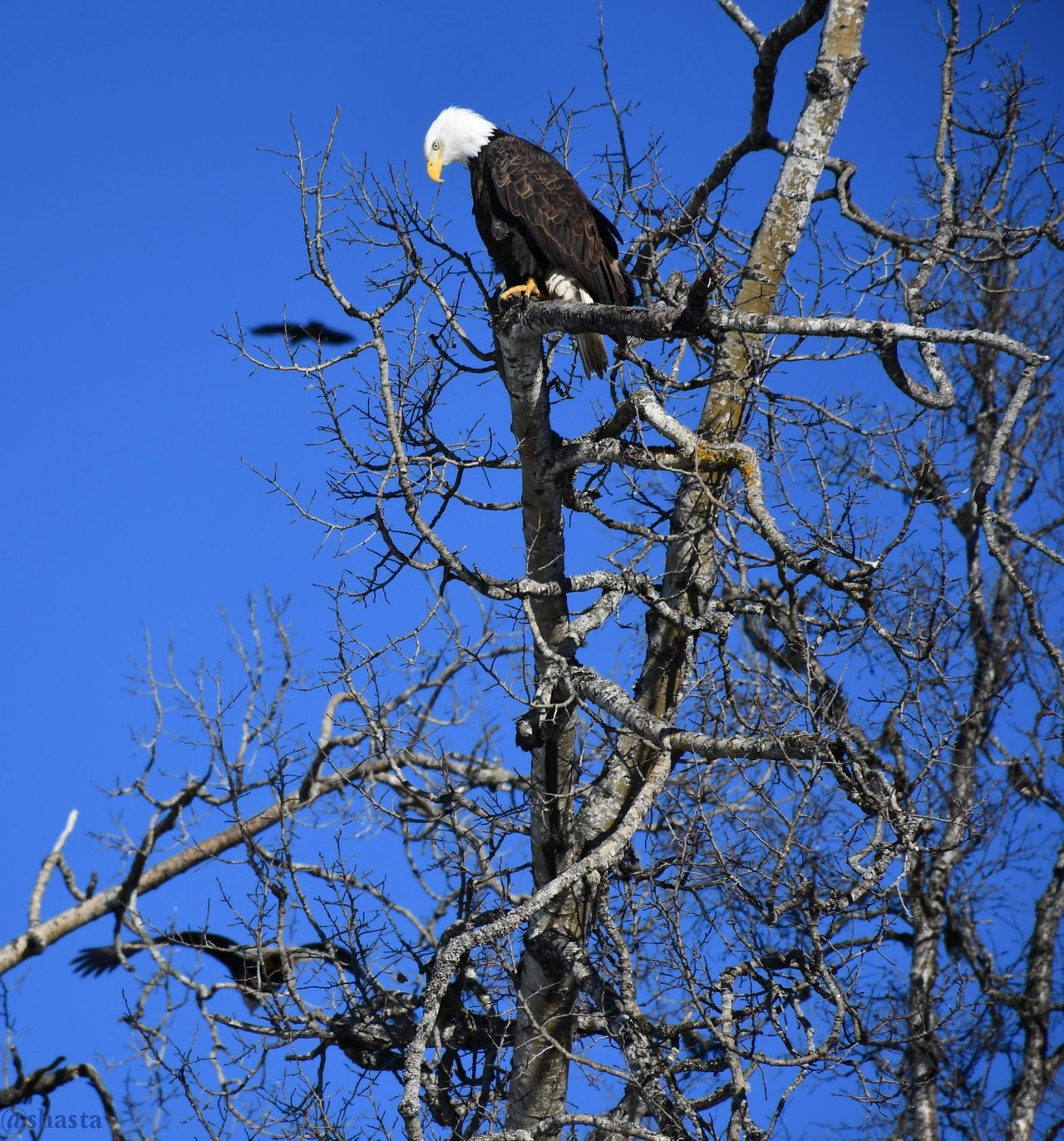 shasta2018march12th47feb28th7io.jpg