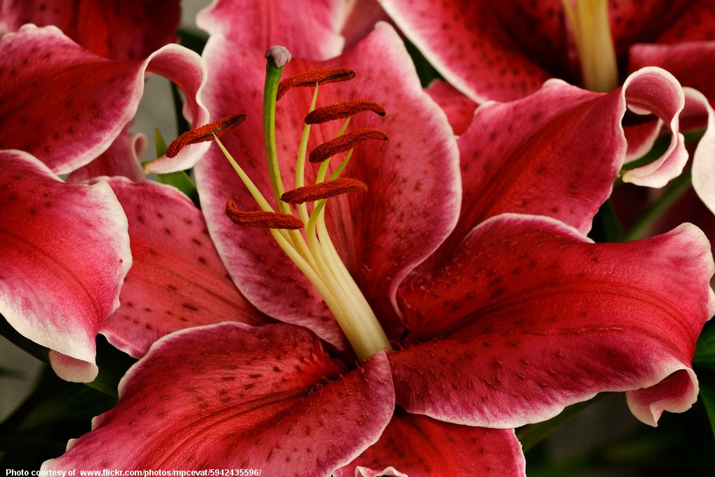 Red Lilies-001-092416.jpg