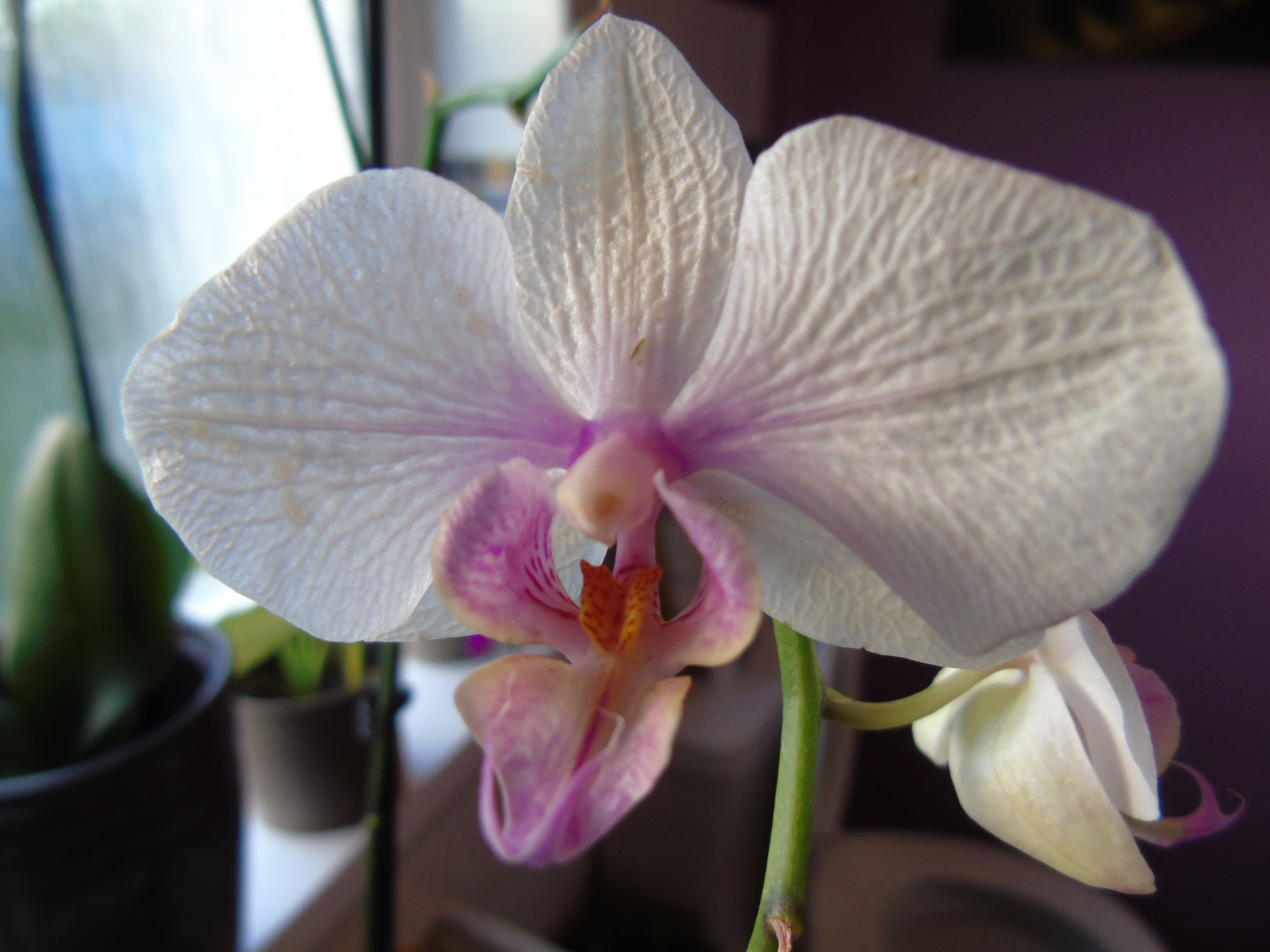 My Orchids in Full Bloom orchid Photography Stunning pt2