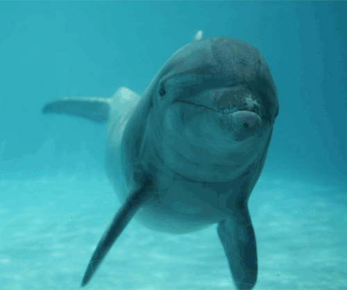 dolphin.gif