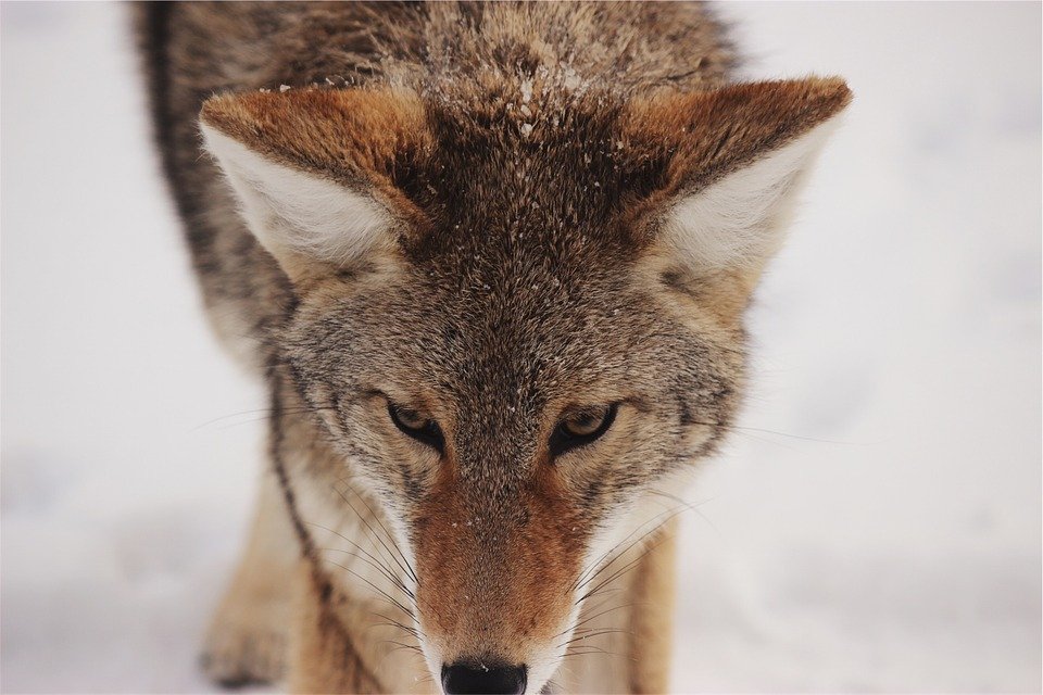 coyote-593160_960_720.jpg