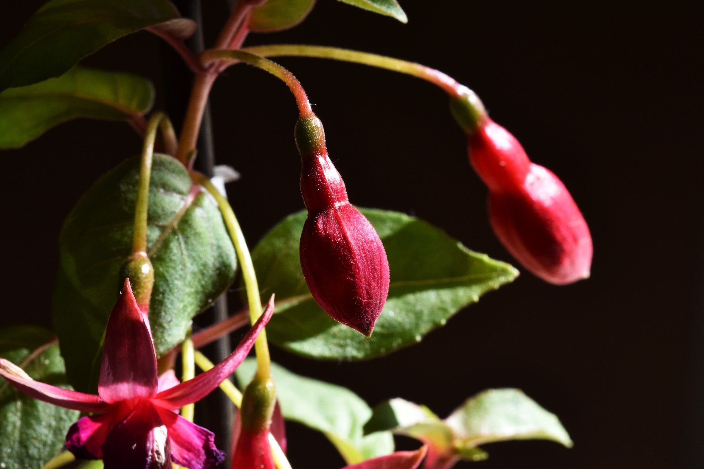 Fuchsia pink flower 3.jpg