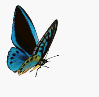 Featured image of post Power Point Animasi Kupu Kupu Bergerak Butterfly gif hi animania kali ini saya posting gambar animasi bergerak kupu kupu butterfly yang cantik silahkan di copas jika tema