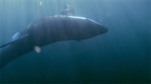 orca-killer-whale-animated-gif-19.gif