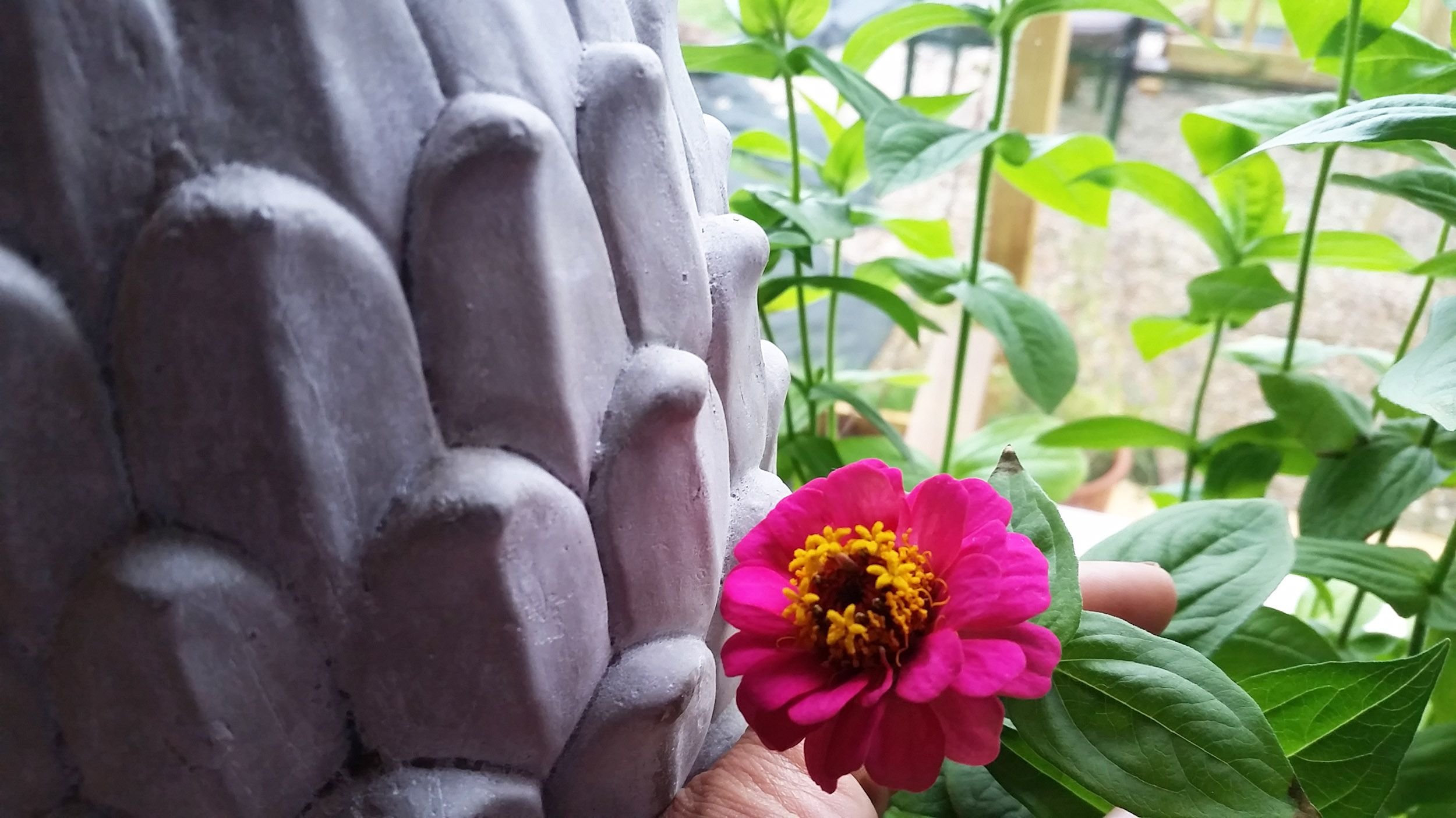 may20zinnia.jpg