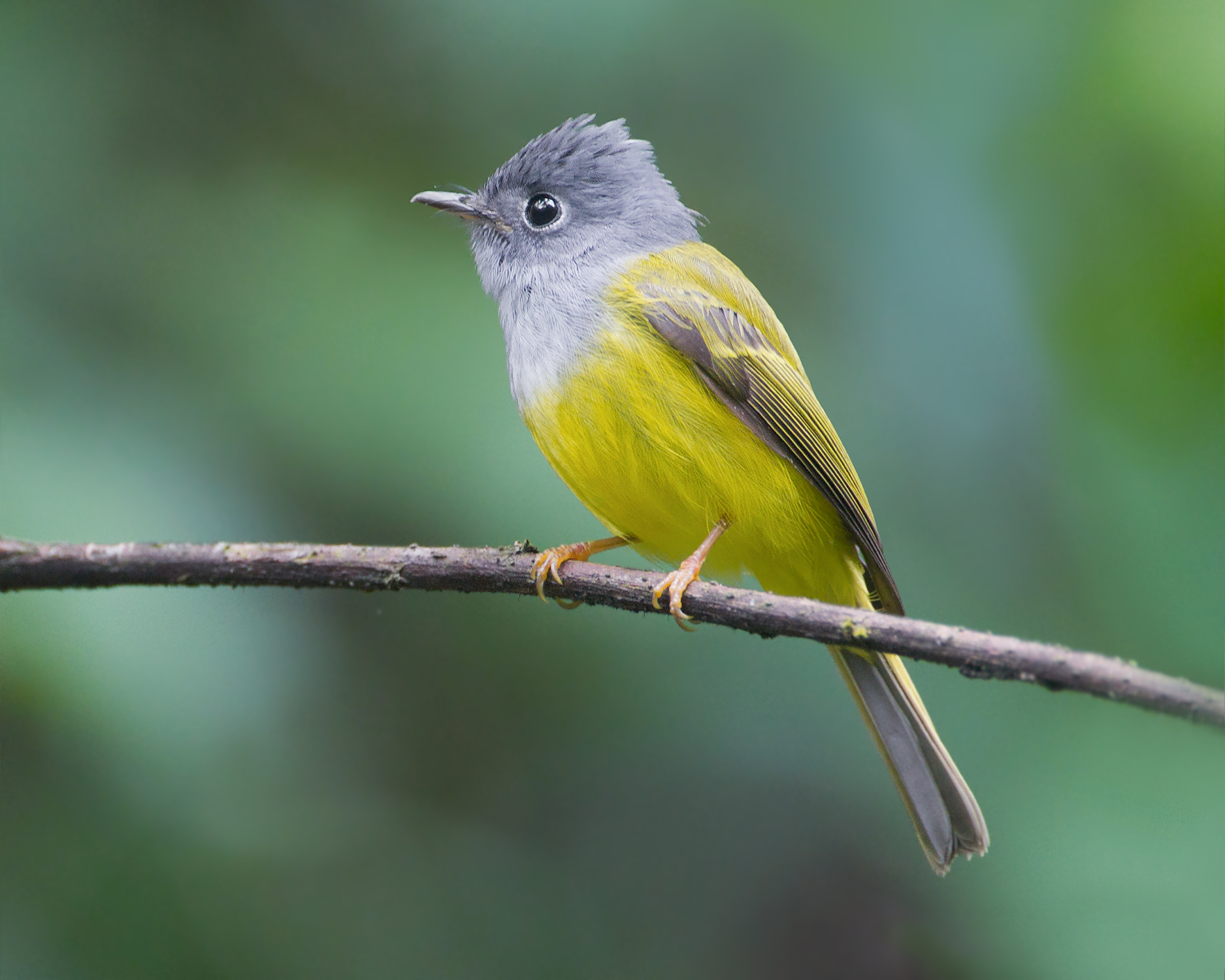 43++ Burung sikatan terupdate