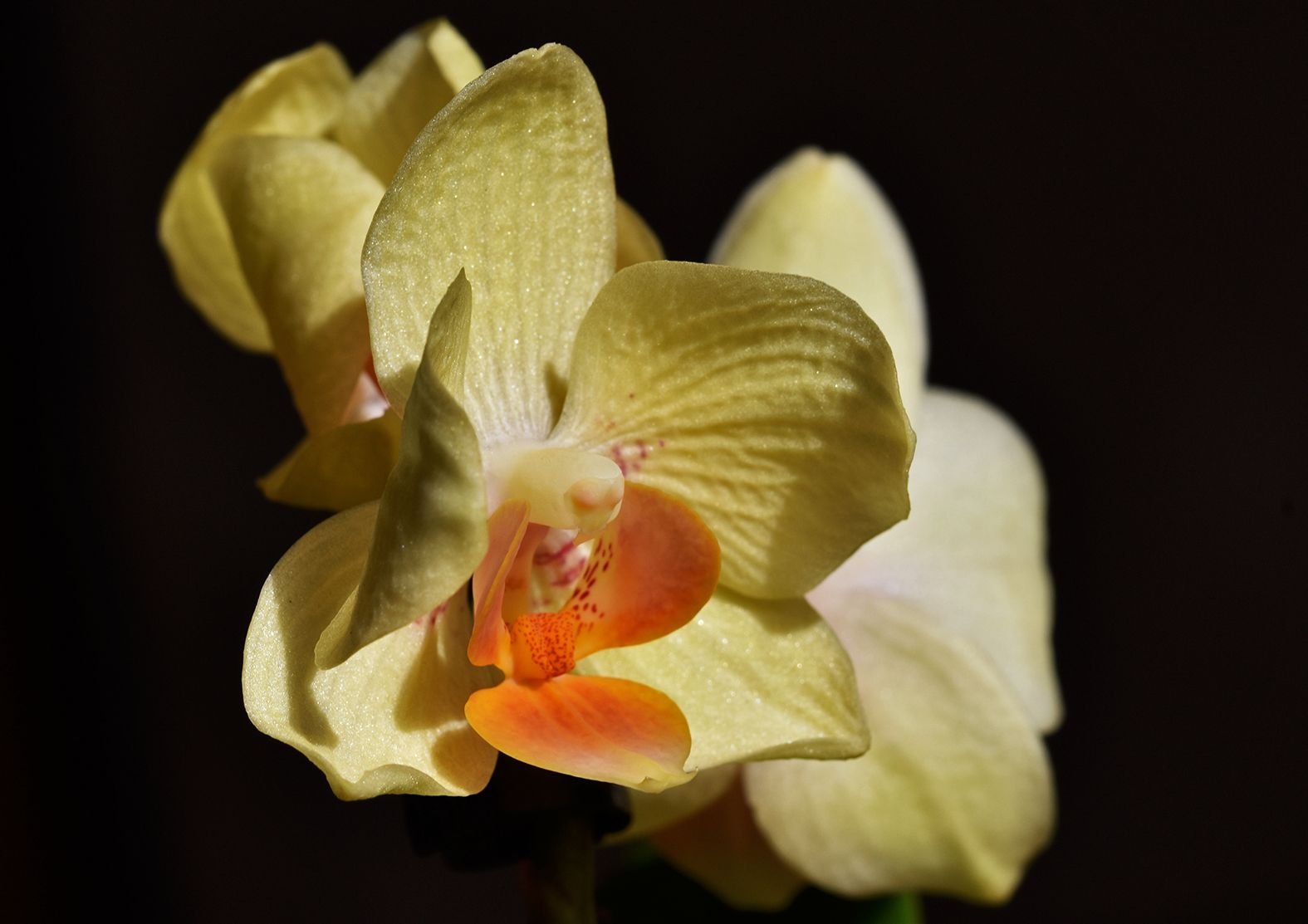 mini phal yellow 3.jpg