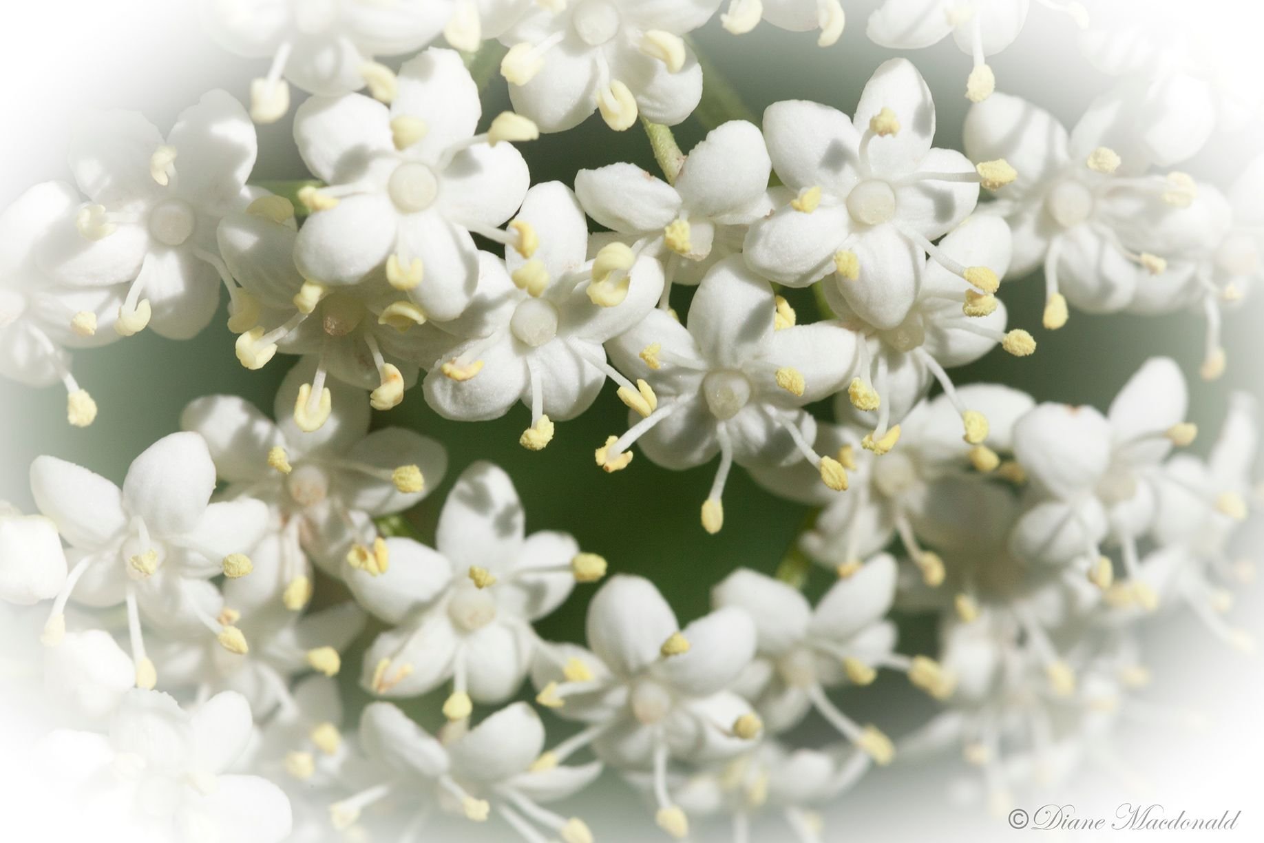 elderberry flowers.jpg