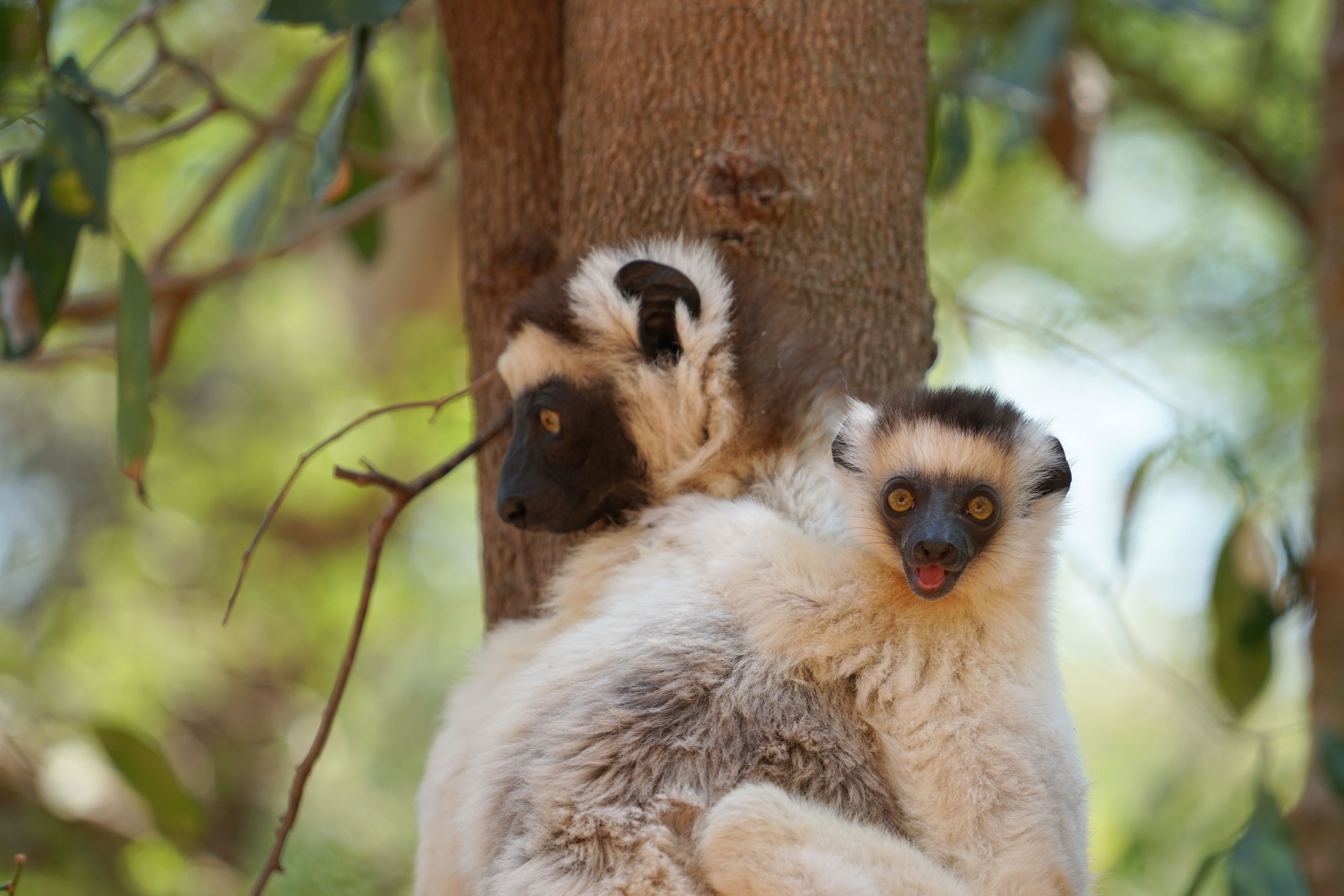 DSC01386- sifaka with baby.jpg