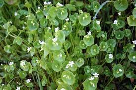 miners lettuce.jpg