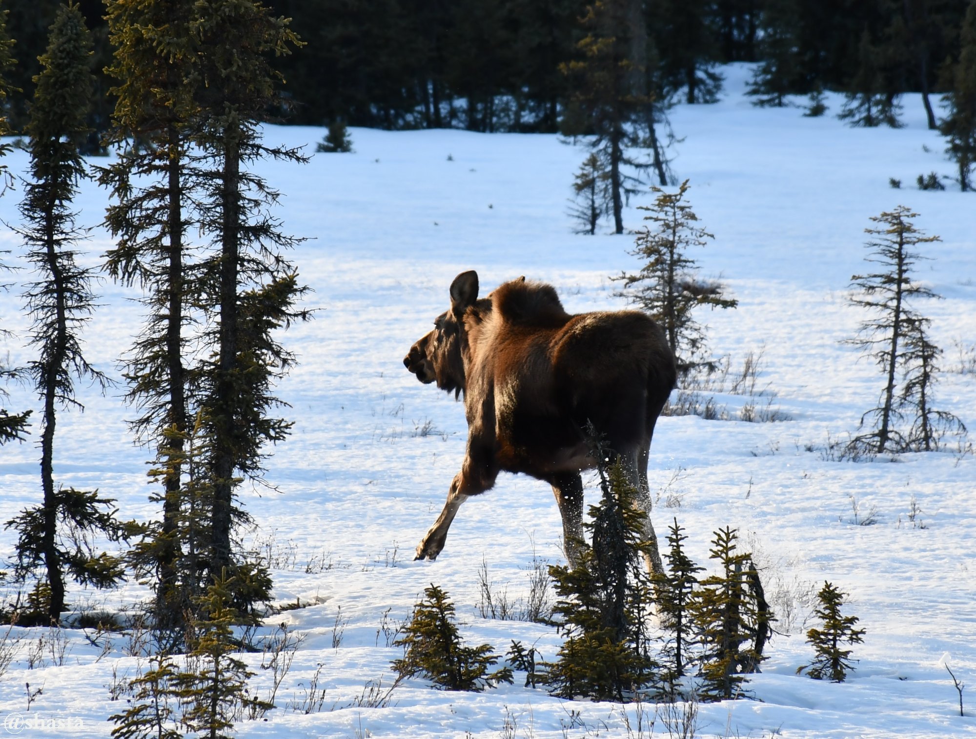 shasta2018march26th47moosemonday7io.jpg