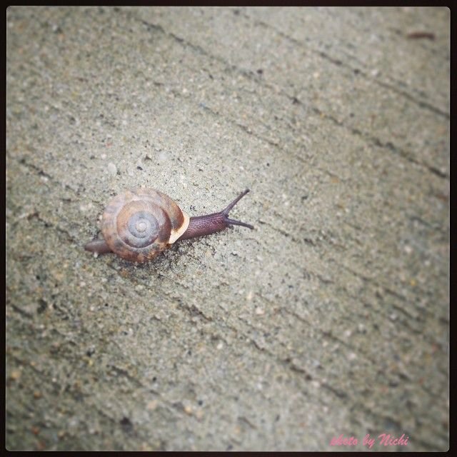 Snail.jpg