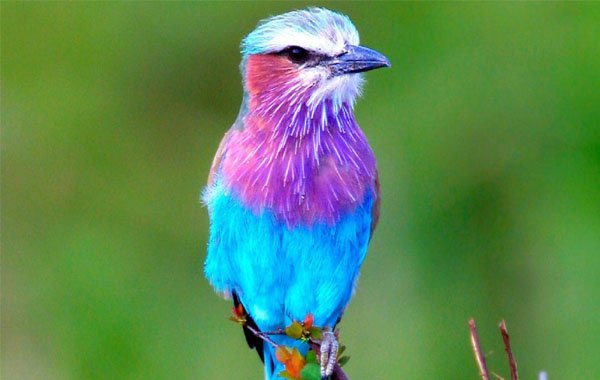 Most Beautiful Birds in the World — Steemkr