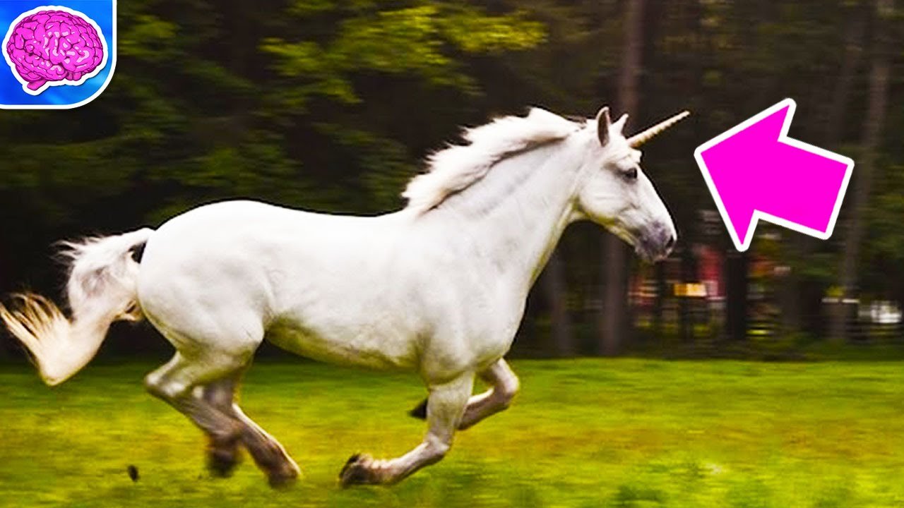 Does Unicorn  Really Exist Scientific Explanation  Steemit