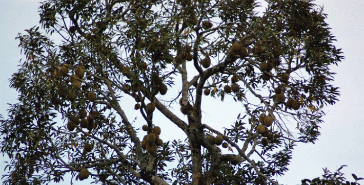 pohon-durian.gif