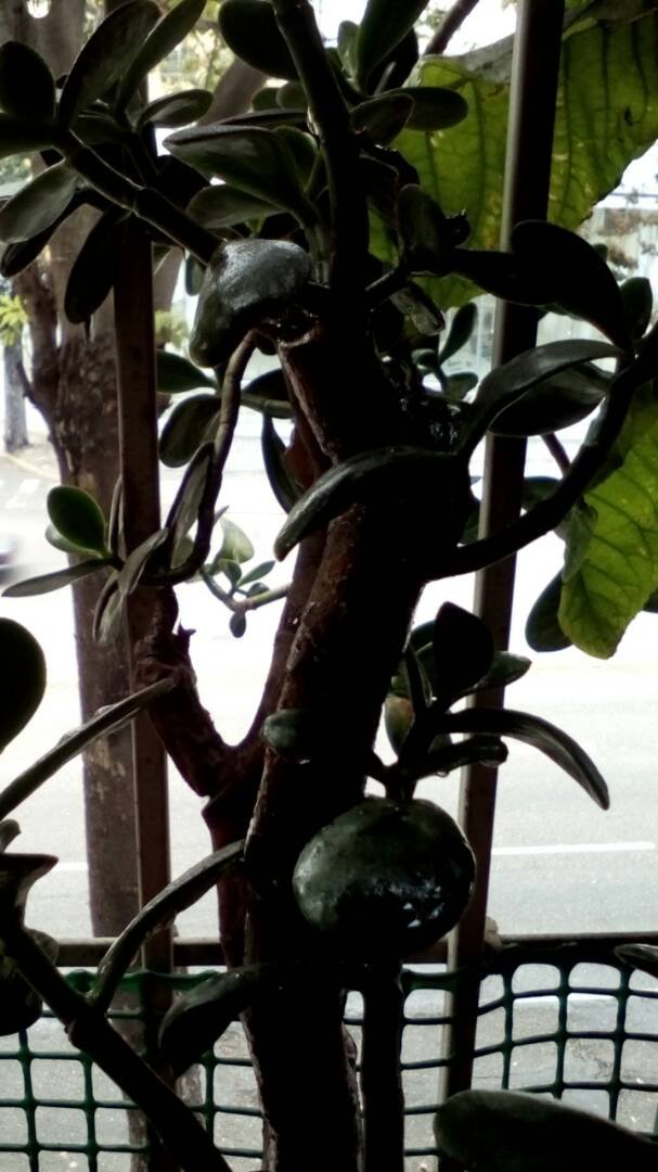 WhatsApp Image 2018-03-09 at 10.38.14 PM.jpeg