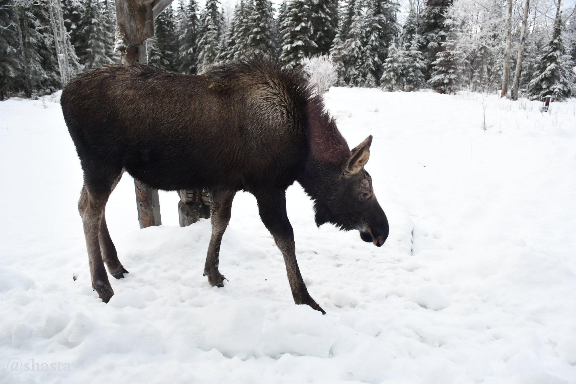 shasta2017dec11th47moosemonday1io.jpg