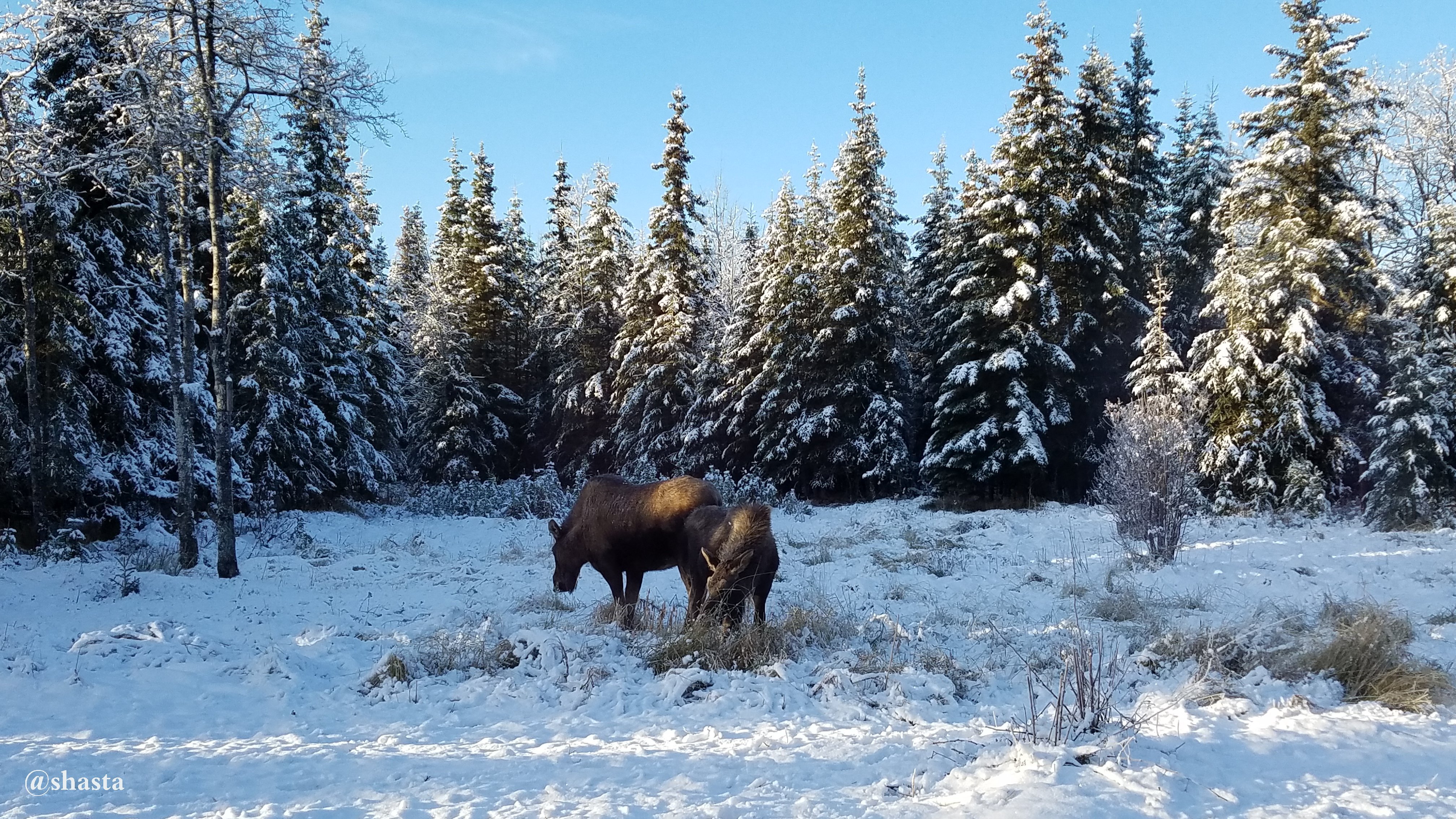 shasta2017nov6th2017moosemonday1i.jpg