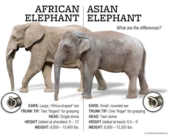 Asian-African+ellies_Thomson+Safaris-Pinterest.jpg