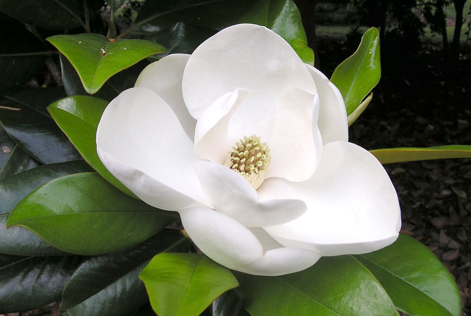 Magnolia-flower.jpg