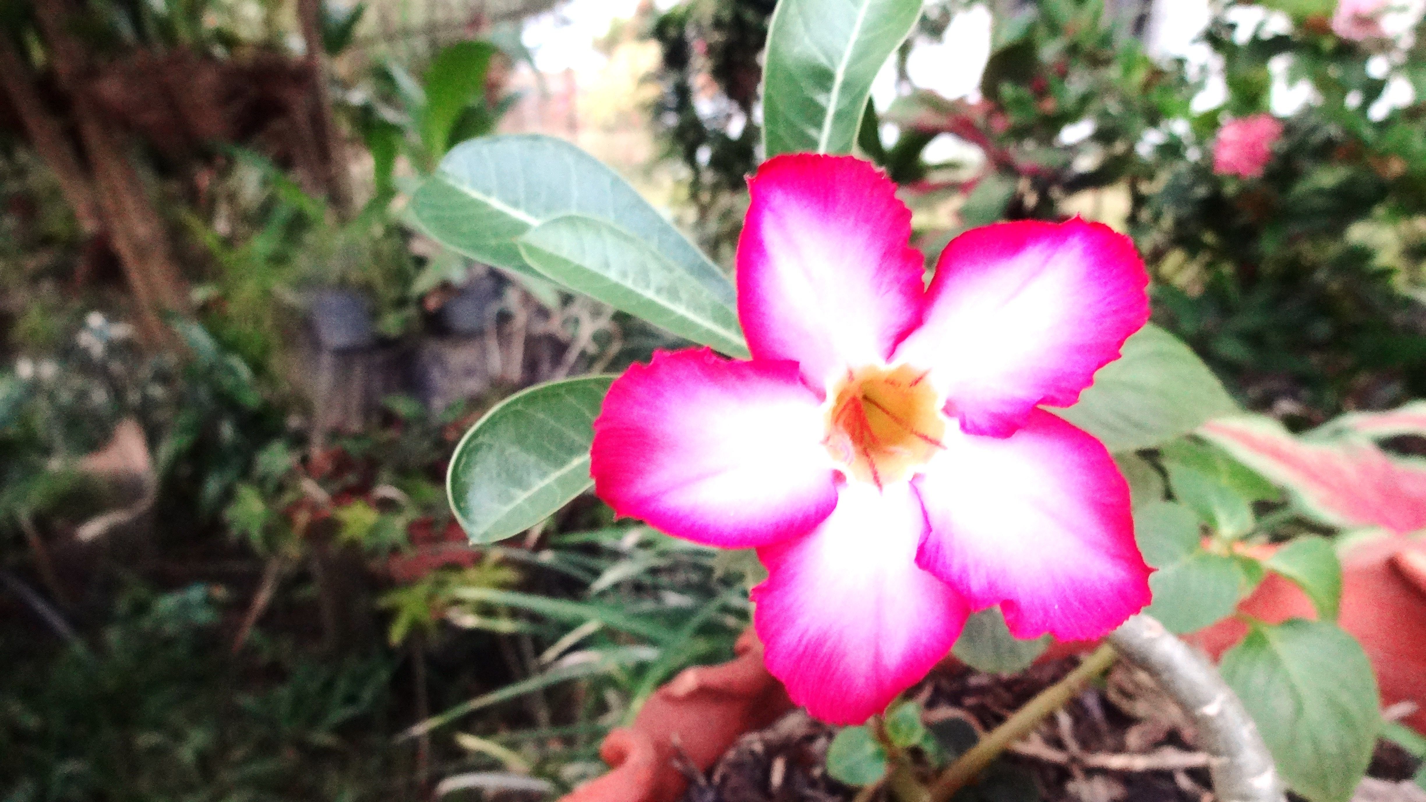 flor del desierto.jpg