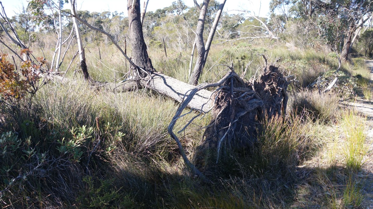 Uprooted Tree