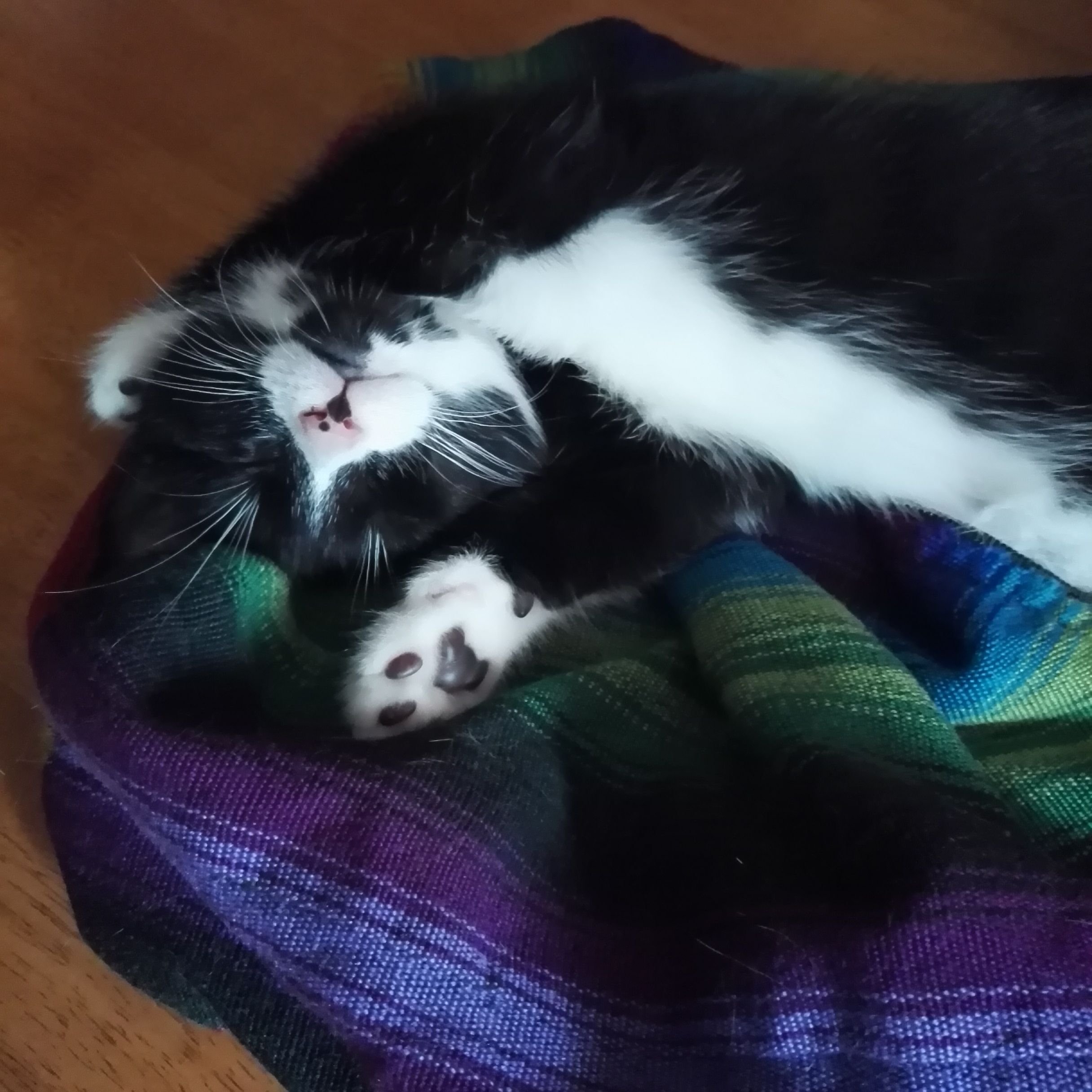 Cats Sleep Anywhere They Actually Do Sleep ANYWHERE Meet our New