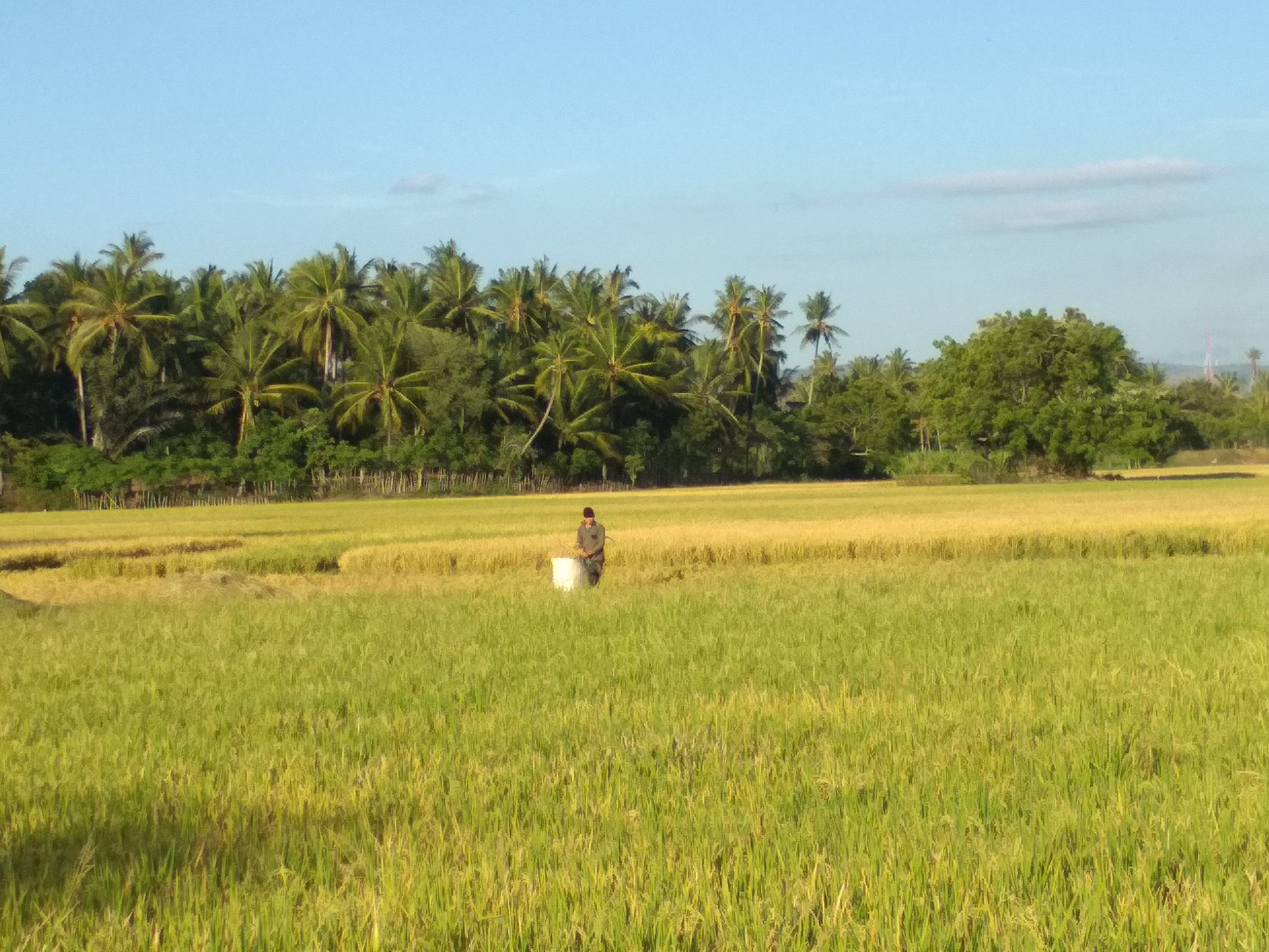  Gambar  Pemandangan Desaku  Kumpulan gambar  panorama alam