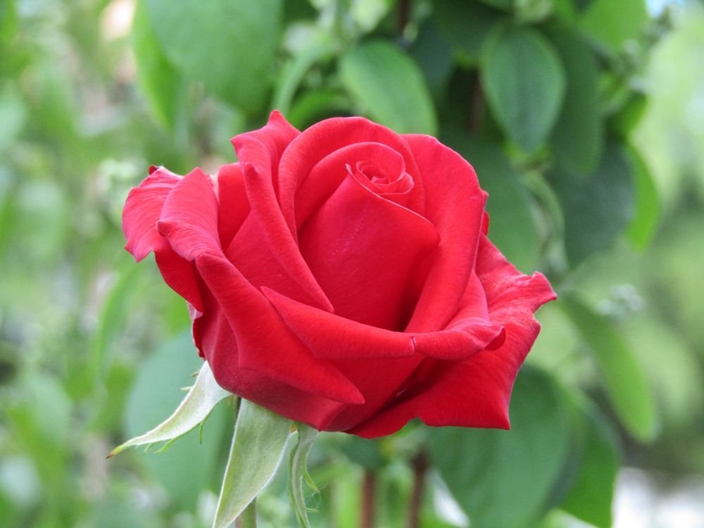 Red flower rose.JPG