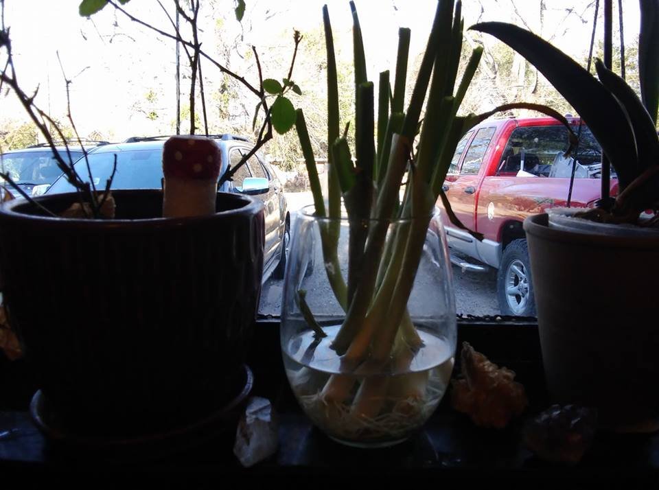 reclaim garden scallions 2018 in window.jpg