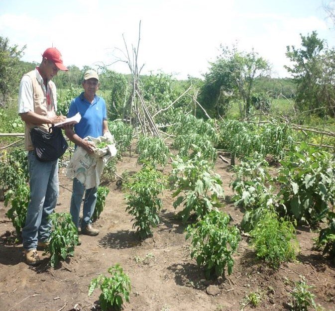 Crecimiento de las plantas.jpg