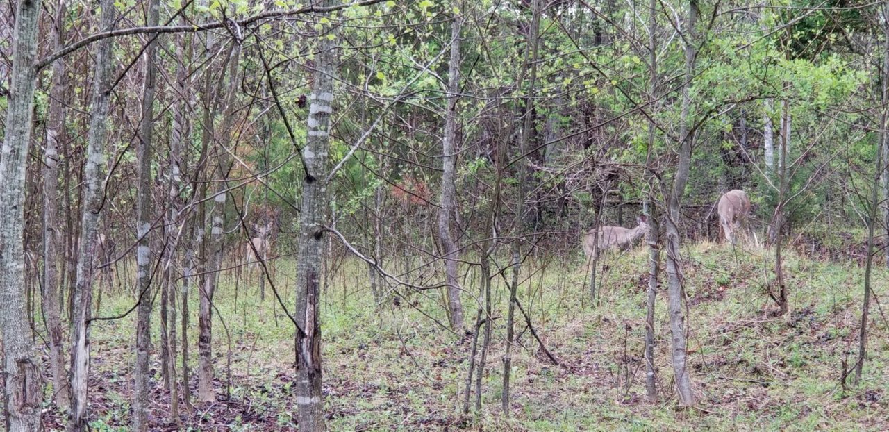 20180423_125432 Four Deer in Barnyard.jpg