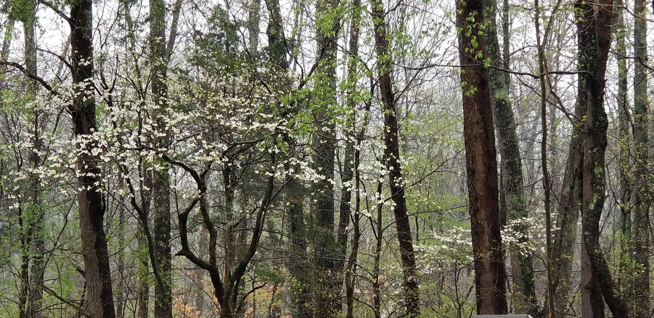 20180414_125652 Blooming dogwoods at edge of woods behind house.jpg