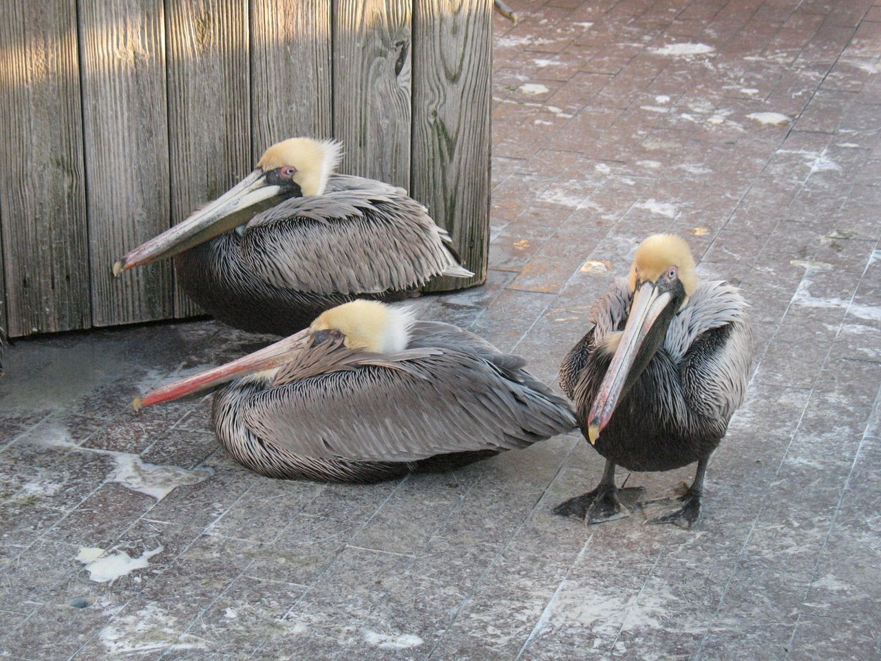 20100120 Pelicans at St Petersburg Pier 342.jpg