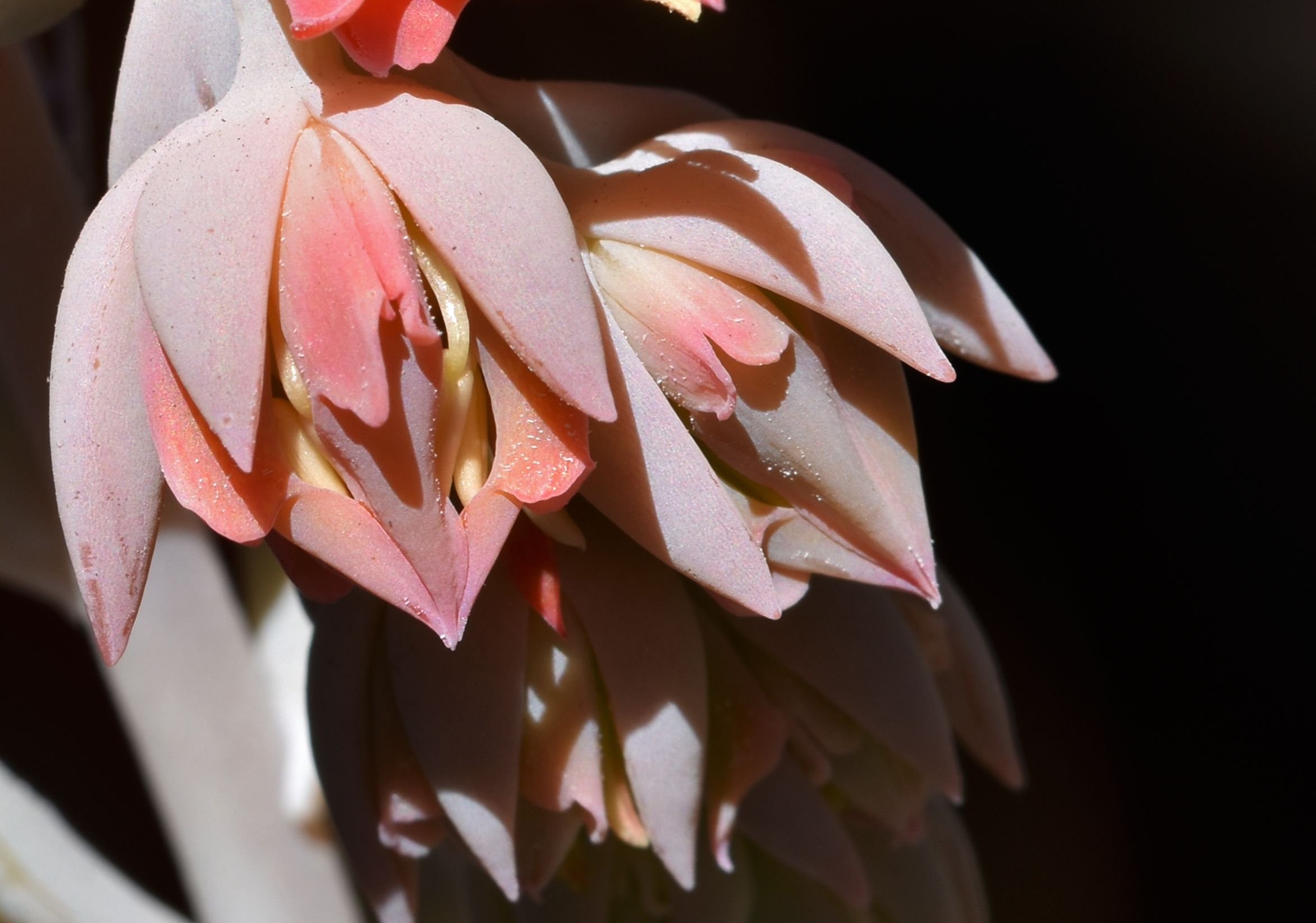 Echeveria runyonii flower 3.jpg