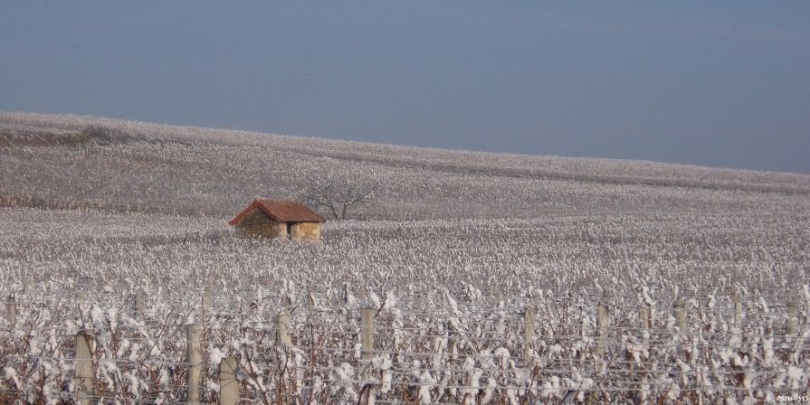 vineyards.JPG