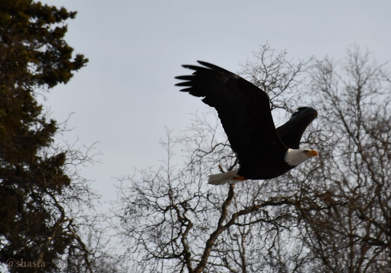 shasta2018feb17th47eagle3io.jpg