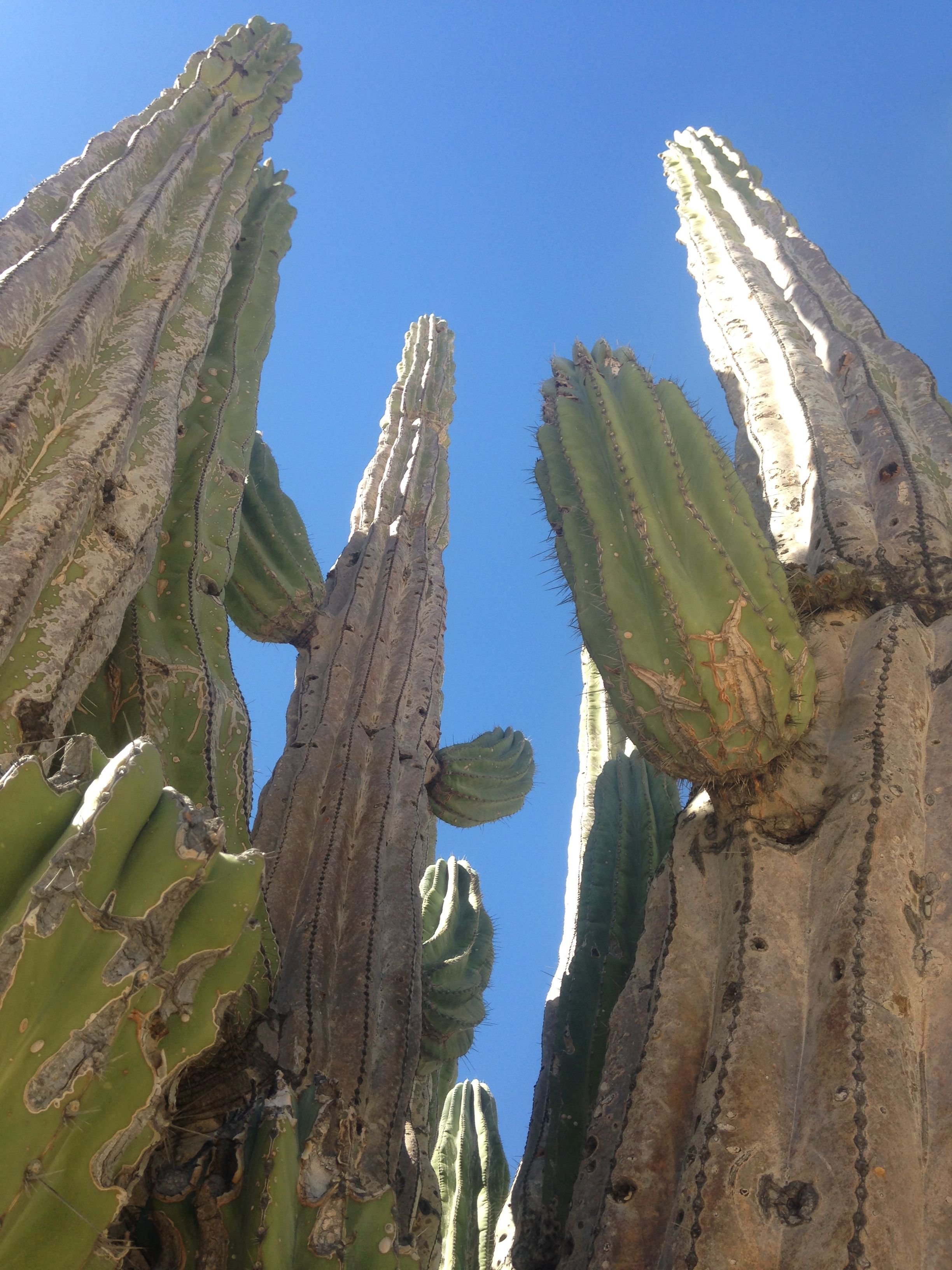 Baja California Valle De Los Gigantes Steemkr