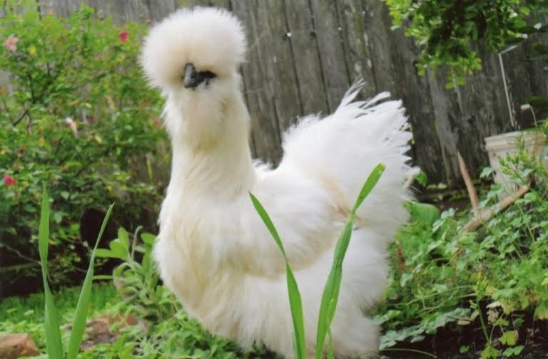 whtsilkie1_1_.jpg