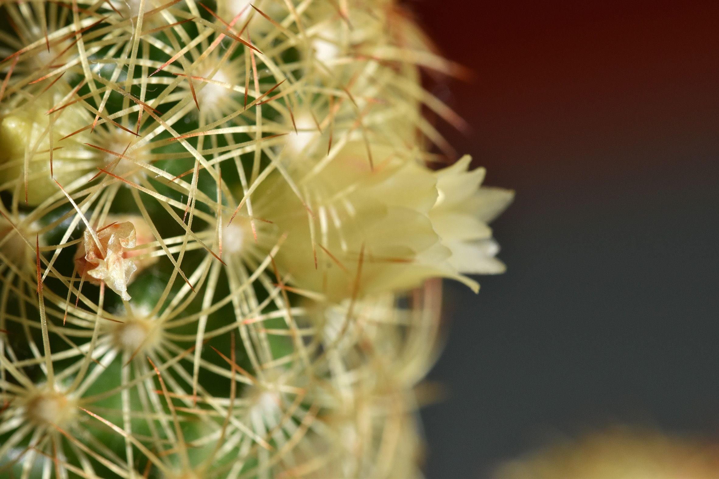 cactus mamillaria 2.jpg