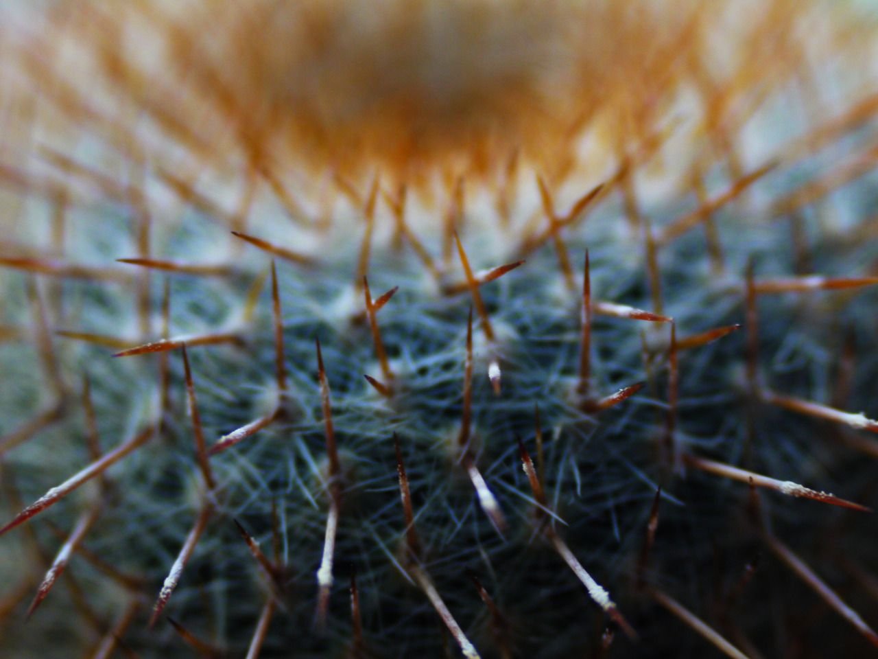 89861708481 - cactus spines form a protective surround.jpg