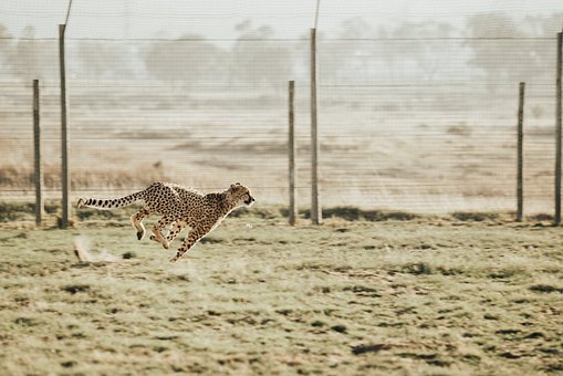 cheetah-2560006__340.jpg