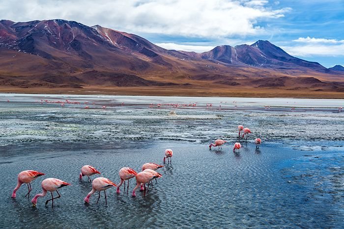 uyuni_flamingos_hedionda_volcano_reduced1.jpg