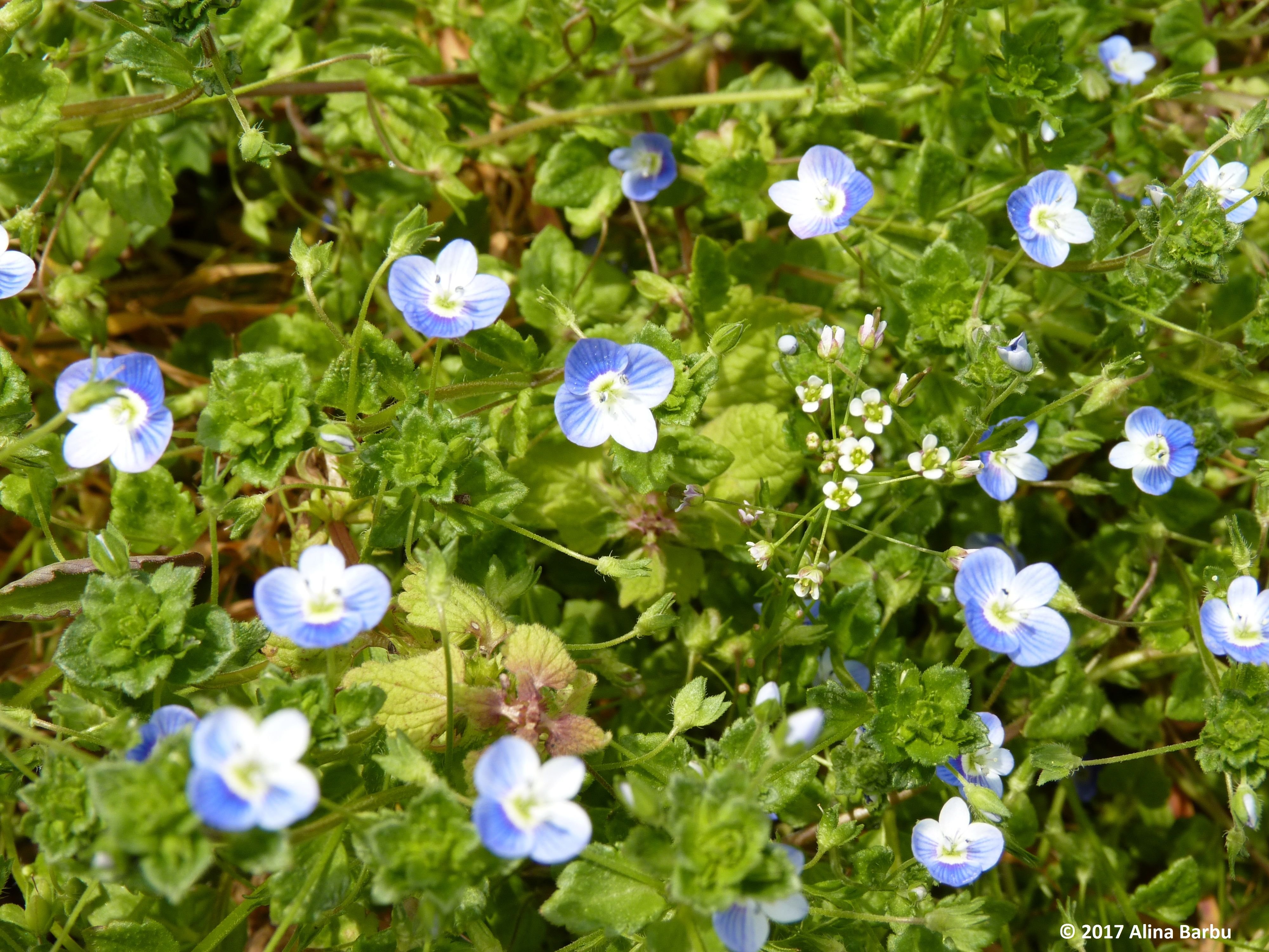 blue flowers.jpg