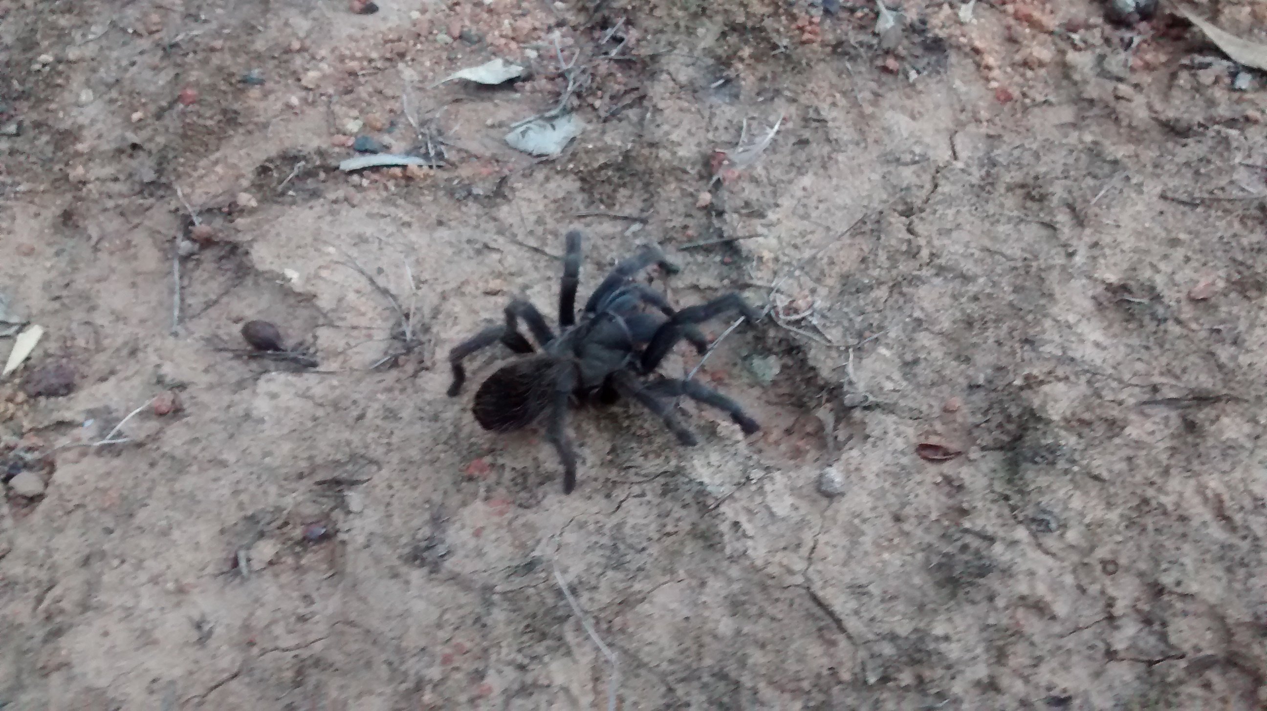 Tarantula in the yard...