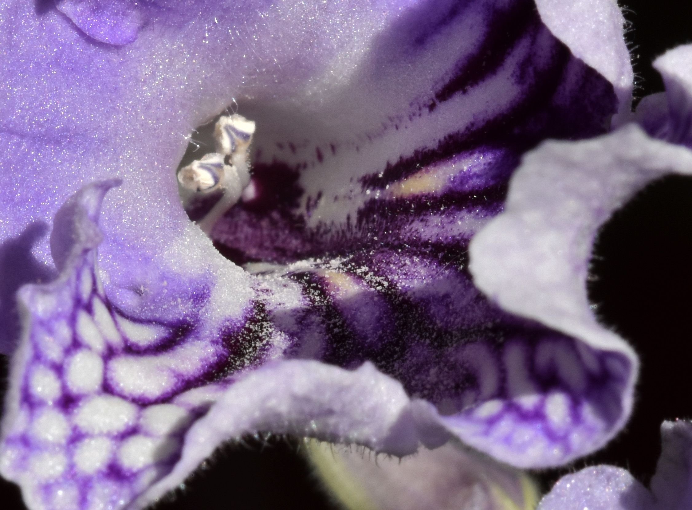 steptocarpus purple hybr macro.jpg